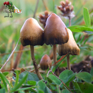 Psilocybe_semilanceata_6514