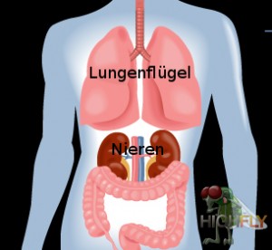 Lunge Nieren