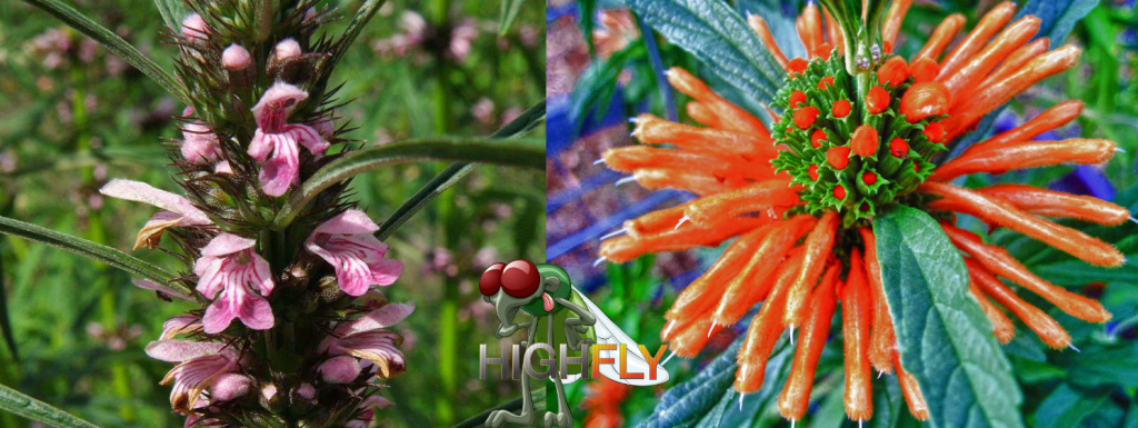 links: Marihuanilla; rechts: Wild Dagga