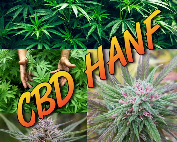 CBD Blueten