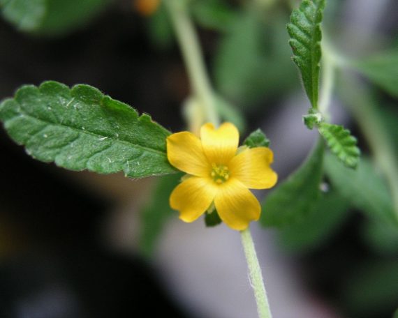 Damiana Blüte